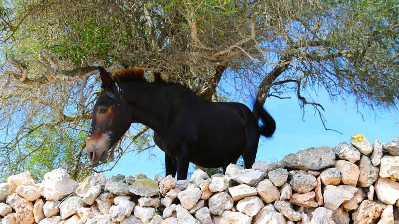 Menorca caballo menorquin