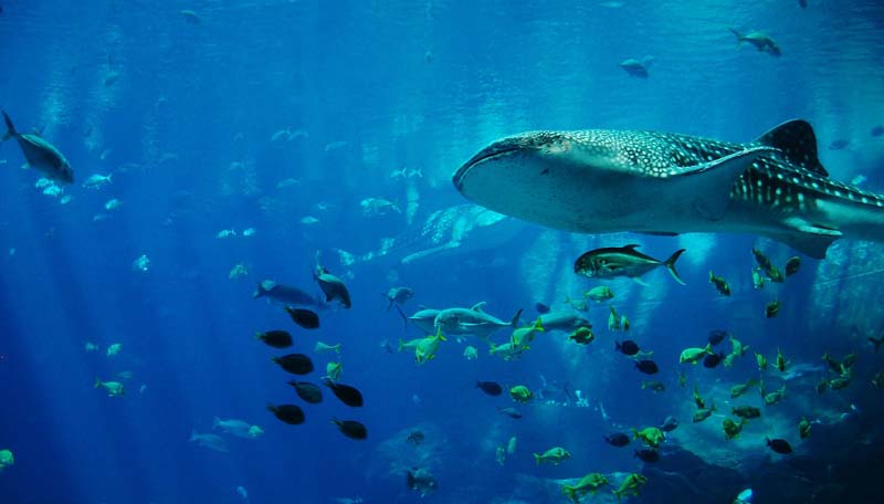 Whale shark swimming with fishes
