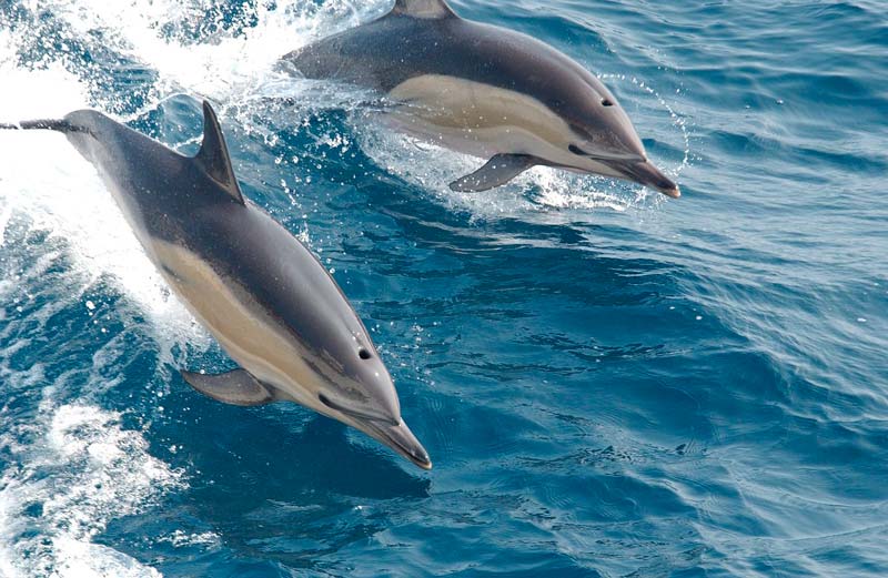 Avistamiento de cetáceos en Denia