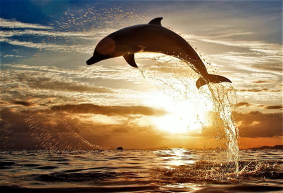 Delfín saltando atardecer