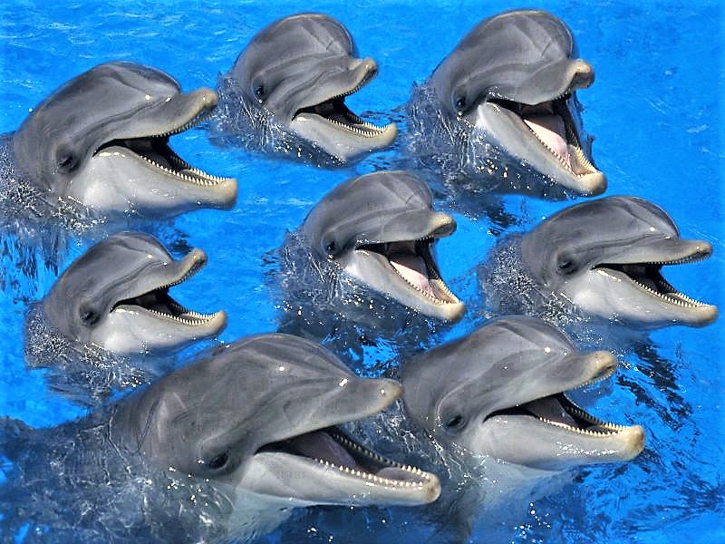 Grupo delfines